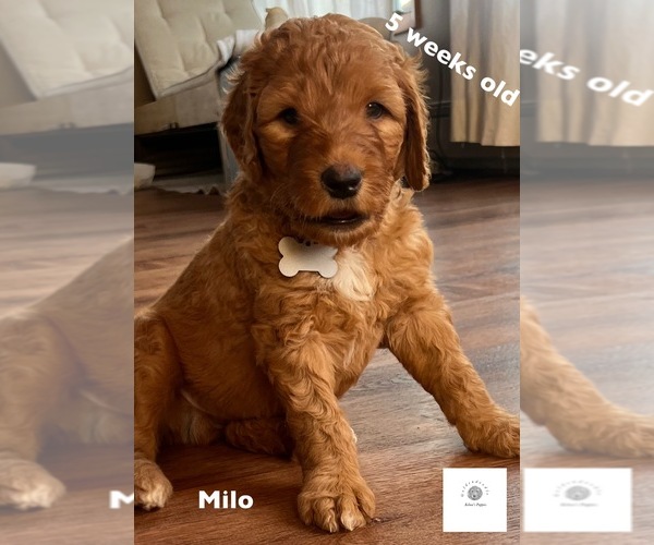 Medium Photo #1 Goldendoodle Puppy For Sale in FALL RIVER, MA, USA