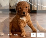 Small Photo #1 Goldendoodle Puppy For Sale in FALL RIVER, MA, USA