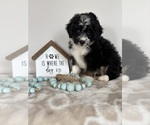 Small #3 Miniature Bernedoodle-Poodle (Miniature) Mix
