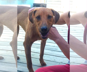 Professor Red - Male Labrador Retriever-Unknown Mix Dog for Adoption - Photo #18