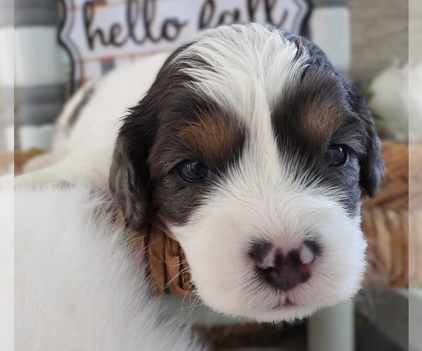 Medium Photo #1 Cavapoo Puppy For Sale in CARLISLE, KY, USA