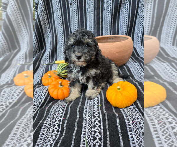 Medium Photo #4 Poodle (Miniature) Puppy For Sale in CANON CITY, CO, USA