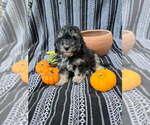 Small #3 Poodle (Miniature)