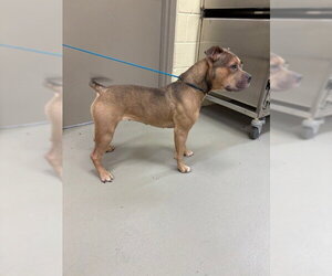 Mutt Dogs for adoption in Sanford, FL, USA