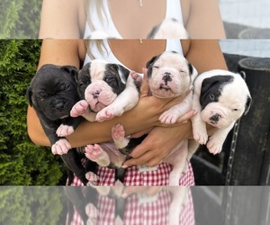 American Bulldog Litter for sale in COLUMBIA, KY, USA