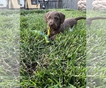 Puppy 4 Goldendoodle-Labrador Retriever Mix