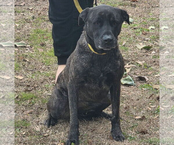 Medium Photo #2 Mutt Puppy For Sale in Yardley, PA, USA