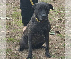 PYPER LOWER FEE - Female Mutt Dog for Adoption - Photo #2