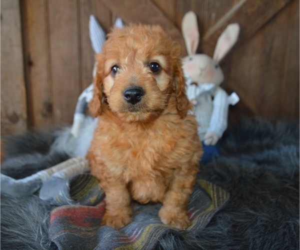 Medium Photo #5 Goldendoodle Puppy For Sale in HONEY BROOK, PA, USA