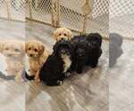 Small #4 Cavapoo (Miniature)
