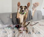 Small #1 Catahoula Leopard Dog Mix