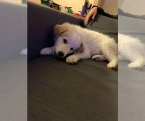 Great Pyrenees Puppy for sale in DENVER, CO, USA