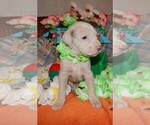 Puppy AKC Misty Great Dane