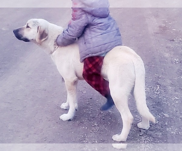 Medium Photo #7 Kangal Dog Puppy For Sale in SILVER LAKE, OR, USA
