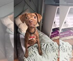 Small Chihuahua Mix