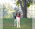 Small #1 Mutt