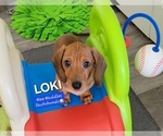 Image preview for Ad Listing. Nickname: Loki