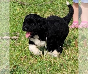 Aussiedoodle Puppy for sale in BOLCKOW, MO, USA
