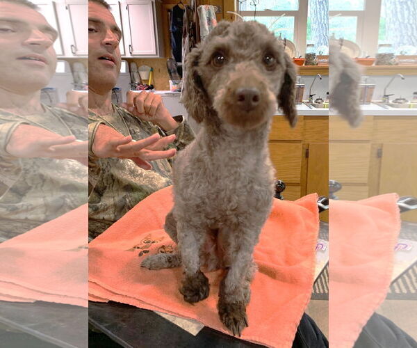 Medium Photo #4 Poodle (Miniature) Puppy For Sale in Boonton, NJ, USA