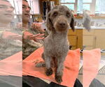 Small #3 Poodle (Miniature)