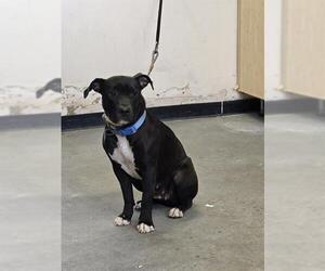 American Pit Bull Terrier-Unknown Mix Dogs for adoption in Camarillo, CA, USA