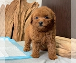 Small Photo #6 Poodle (Toy) Puppy For Sale in SEATTLE, WA, USA