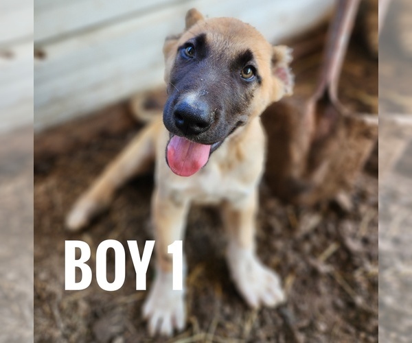Medium Photo #1 Kangal Dog Puppy For Sale in EIDSON, TN, USA