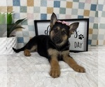 Small #4 German Shepherd Dog