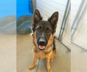 German Shepherd Dog-Unknown Mix Dogs for adoption in Visalia, CA, USA