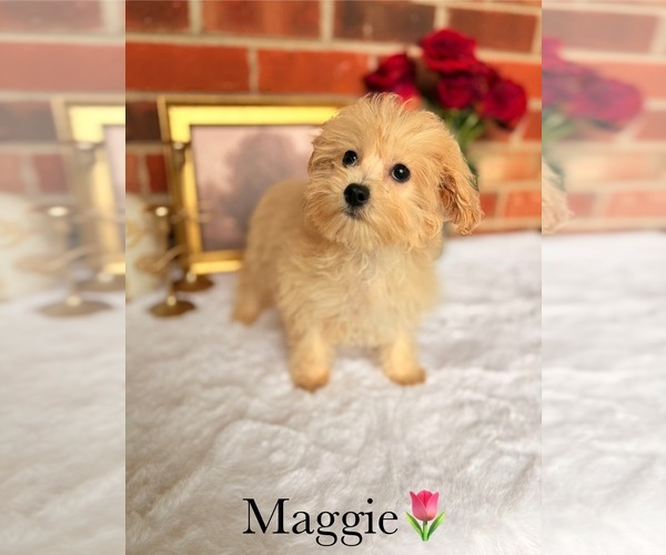 Medium Photo #11 Poo-Ton Puppy For Sale in MURFREESBORO, TN, USA