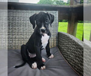 Boxer-Great Dane Mix Dogs for adoption in Evansville, IN, USA