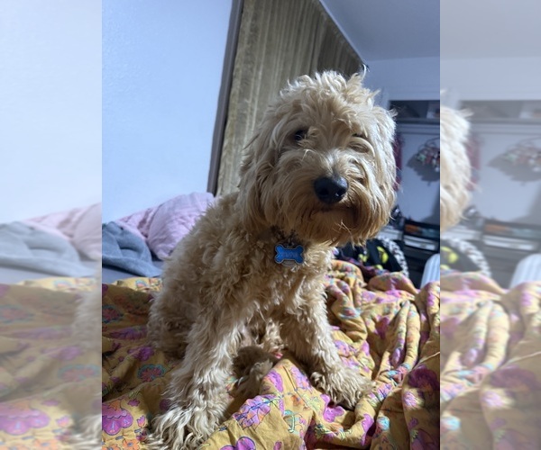 Medium Photo #1 Goldendoodle (Miniature) Puppy For Sale in GARLAND, TX, USA