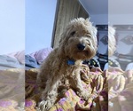 Small Photo #1 Goldendoodle (Miniature) Puppy For Sale in GARLAND, TX, USA