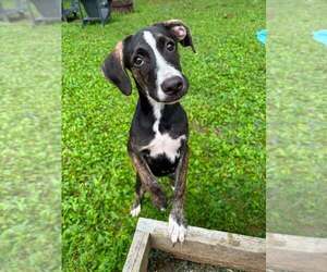 Boxador Dogs for adoption in Kimberton, PA, USA