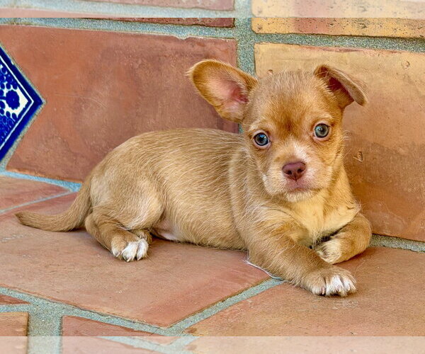 Medium Photo #1 Mutt Puppy For Sale in Lake Elsinore, CA, USA