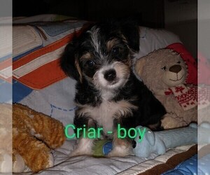 Chorkie Puppy for sale in KANNAPOLIS, NC, USA