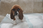 Small Photo #3 Basset Hound Puppy For Sale in DEER VALLEY, UT, USA