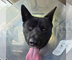 Small #4 Akita Mix
