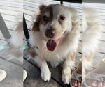 Small Photo #6 Australian Shepherd Puppy For Sale in Valrico, FL, USA