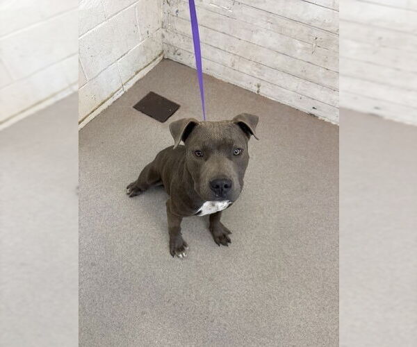 Medium Photo #1 Mutt Puppy For Sale in San Bernardino, CA, USA