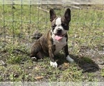 Small #2 French Bulldog