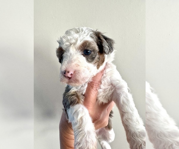 Medium Photo #54 Aussiedoodle Miniature  Puppy For Sale in ROCK HILL, SC, USA