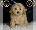 Puppy Sugar Plum F1 Maltipoo