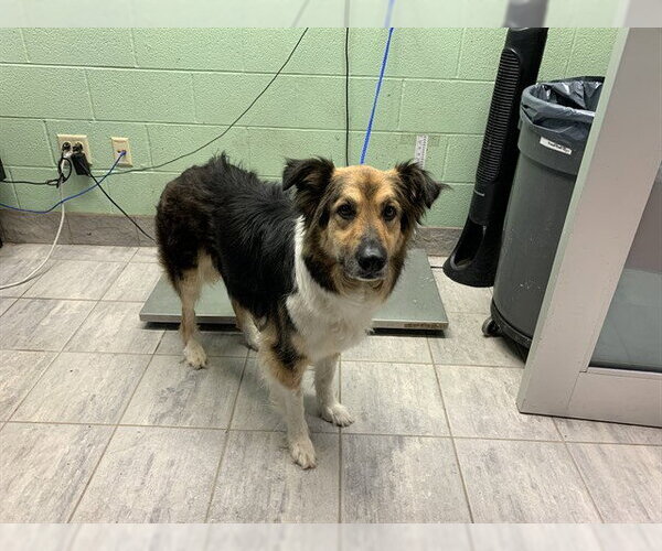 Medium Photo #1 German Shepherd Dog-Unknown Mix Puppy For Sale in Grand Prairie, TX, USA