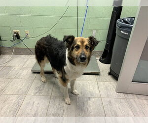 German Shepherd Dog-Unknown Mix Dogs for adoption in Grand Prairie, TX, USA