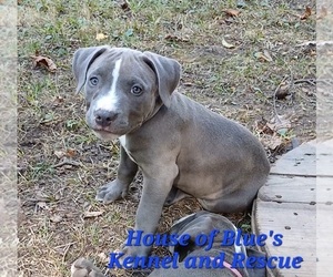 American Pit Bull Terrier Puppy for sale in DELAWARE, OH, USA
