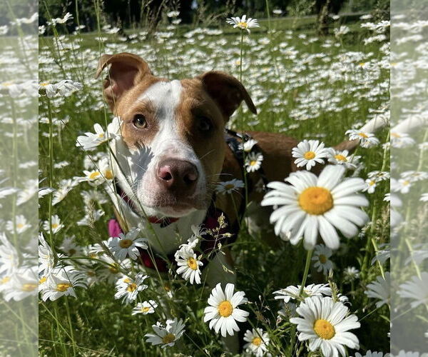 Medium Photo #9 American Pit Bull Terrier-Unknown Mix Puppy For Sale in New York, NY, USA