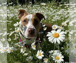 Small #8 American Pit Bull Terrier Mix