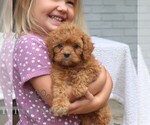 Small #3 Cavapoo