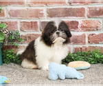 Small #11 Shih Tzu